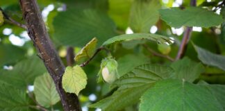 a green leafy tree with lots of green leaves