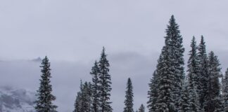 wooden house near pine trees and pond coated with snow during daytime