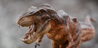 a close up of a toy dinosaur with its mouth open