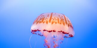 pink and orange jellyfish