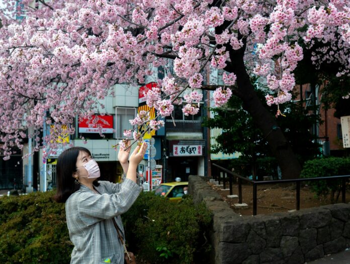 A woman taking a picture of a pink tree
