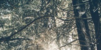 trees covered with snow during daytime