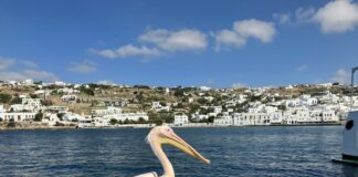 a pelican sitting on a ledge near the water