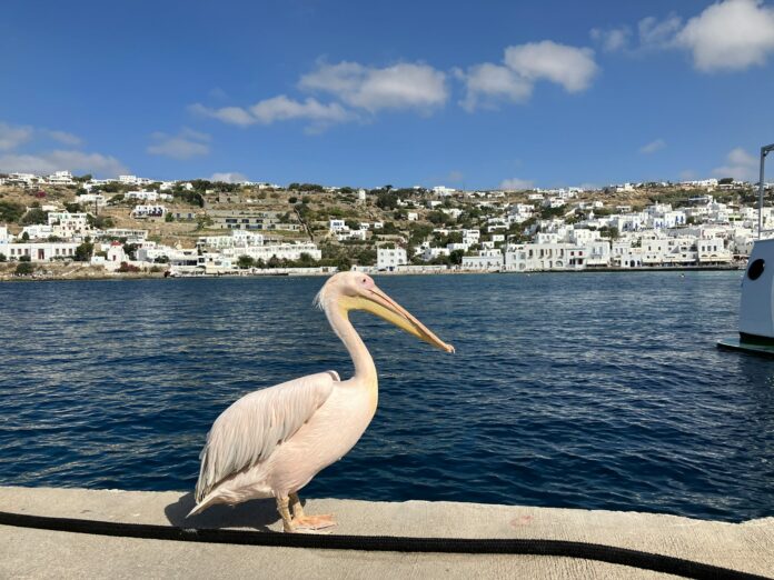 a pelican sitting on a ledge near the water