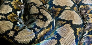 A close up of a snake on a bed