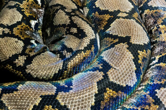 A close up of a snake on a bed