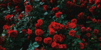 bed of red roses in bloom