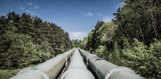 a train traveling through a forest filled with lots of trees