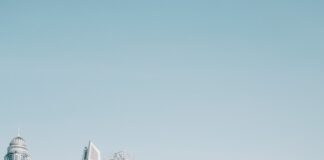 camels on beach sands