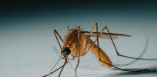 a close up of a mosquito on a white surface
