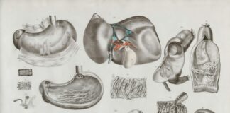 a drawing of a diagram of the human body