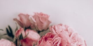 pink roses in close up photography