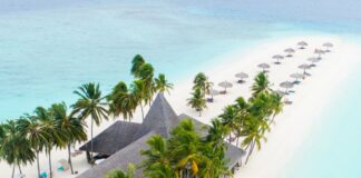 plane parked beside the trees on seashore