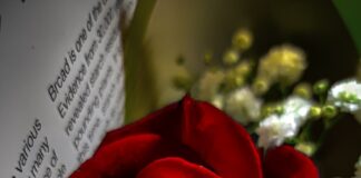 a red rose sitting on top of an open book