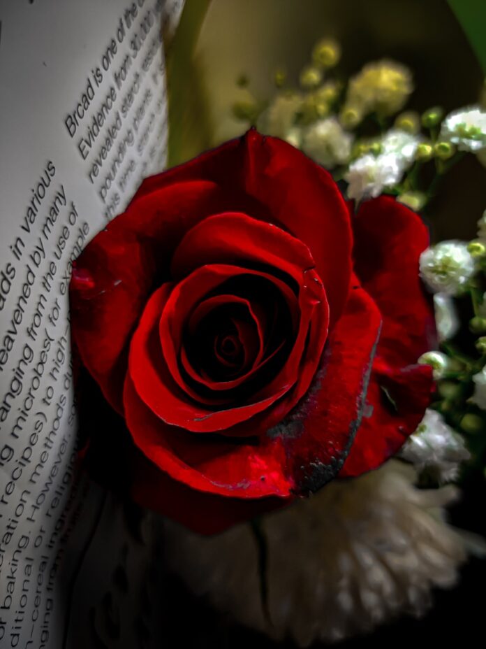 a red rose sitting on top of an open book