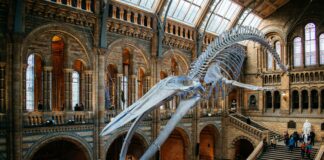 a skeleton of an animal in a museum