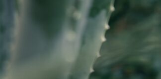 green plant with water droplets