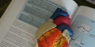 human heart illustration