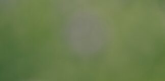 shallow focus photography of bee on flower