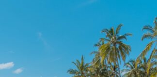 green palm tree on white sand beach during daytime