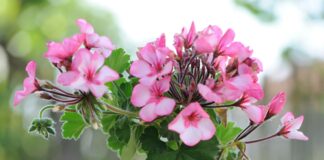 a vase filled with pink flowers sitting on top of a table