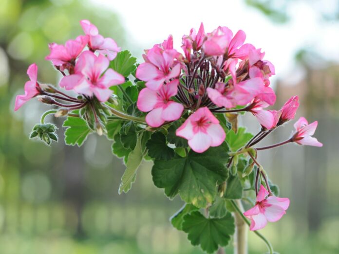 a vase filled with pink flowers sitting on top of a table