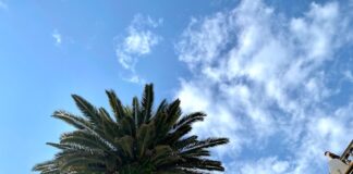palm trees and a building