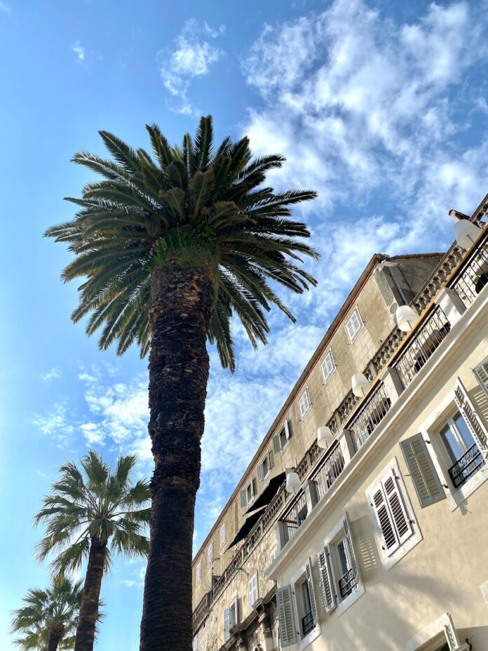 palm trees and a building