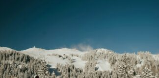 snow covered trees and mountains during daytime