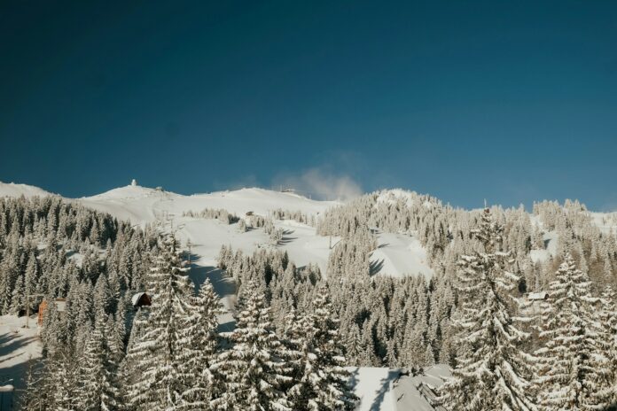 snow covered trees and mountains during daytime