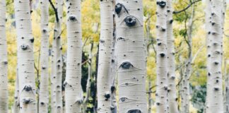 landscape photo of gray tree