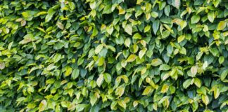 a bush with green leaves