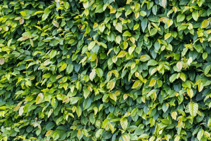 a bush with green leaves
