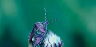 a butterfly on a flower