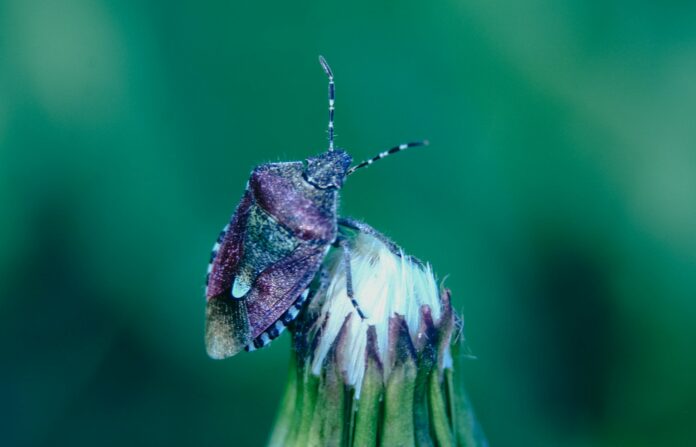 a butterfly on a flower