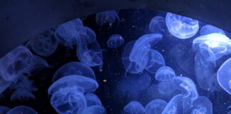 macro shot of jellyfish