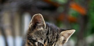 brown tabby kitten sitting on floor
