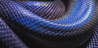 black snake closeup photo