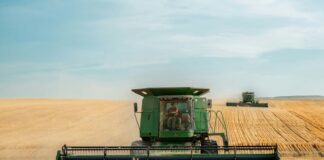 two green combines in a large wheat field