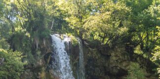 water falls in the middle of the forest
