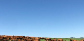a herd of cattle grazing on a lush green field