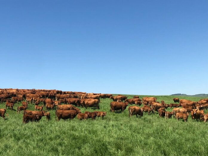 a herd of cattle grazing on a lush green field