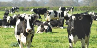 black and white cow on green grass field during daytime