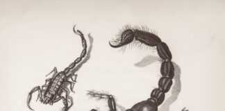 Three scorpions drawn in black and white.