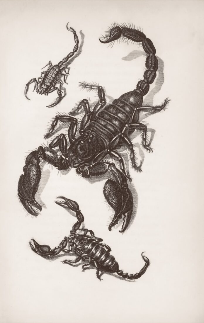 Three scorpions drawn in black and white.