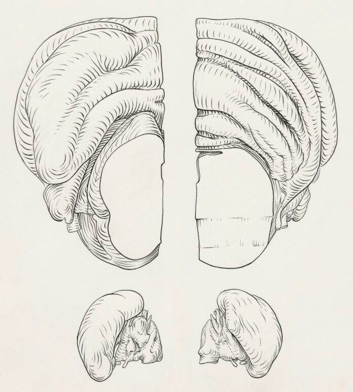 a black and white drawing of a human head