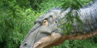grey dinosaur