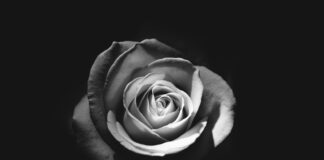 grayscale photo of rose