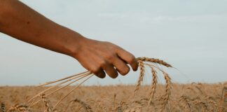 person holding stack of wheat